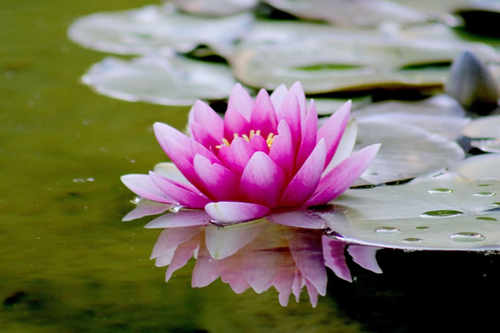 Fleur de Lotus